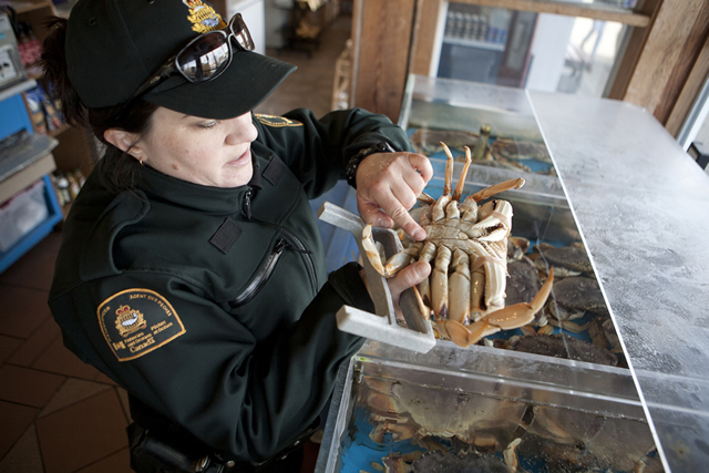 Conducting inspections at a local seafood store. Yup, this crab's a male! Photo by Trevor Meier