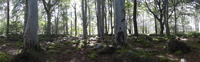 Management of mature beech woodland within a historic landscape