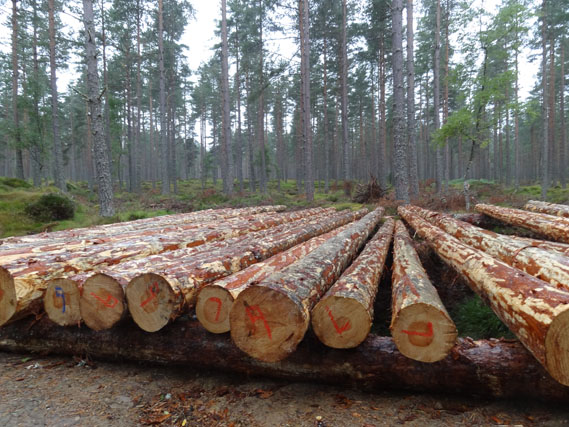 Telegraph poles harvested from selective thinning operations in a stand of Scots pine